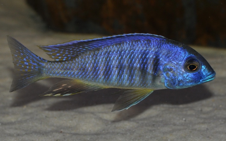 Placidochromis sp. 'electra blackfin' Makonde